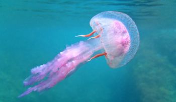 První pomoc při požahání medúzou. Co dělat a jak poranění ošetřit?