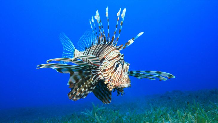 Perutýn žoldnéř (Pterois miles)