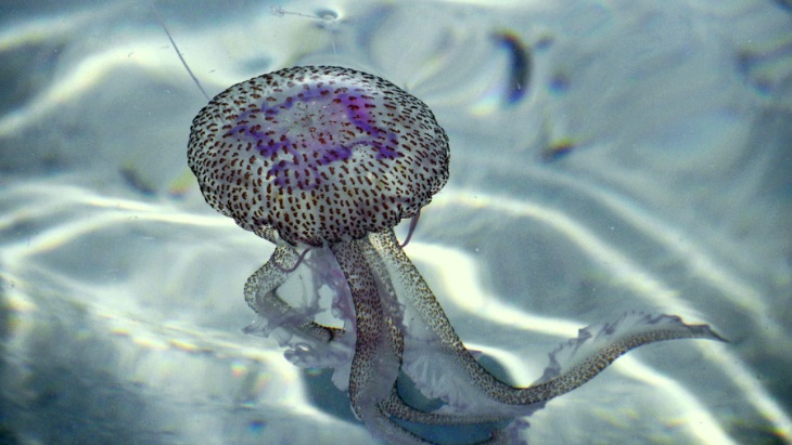 Talířovka svítivá (Pelagia noctiluca)